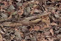 Image of: Caprimulgus macrurus (large-tailed nightjar)