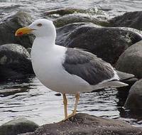 Image of: Larus livens (yellow-footed gull)
