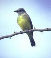 Image of: Tyrannus couchii (Couch's kingbird)