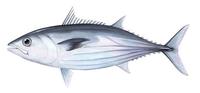 Image of: Katsuwonus pelamis (skipjack tuna)