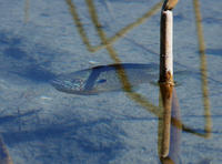 Image of: Lepomis macrochirus (bluegill)