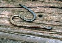 Image of: Bachia dorbignyi