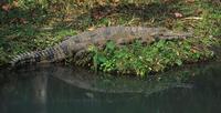 Image of: Crocodylus cataphractus (slender-snouted crocodile)