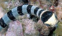 Image of: Laticauda colubrina (banded sea krait)