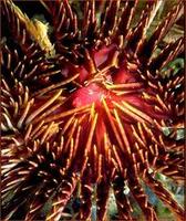 Image of: Crinoidea (feather stars and sea lillies)