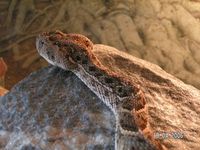 Bitis arietans - Puff Adder