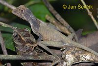 Otocryptis wiegmanni