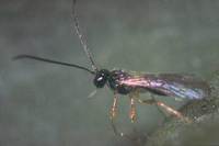 Dacnusa sibirica