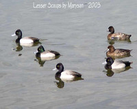 Lesser Scaup - Aythya affinis