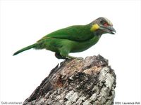 Gold-whiskered Barbet - Megalaima chrysopogon