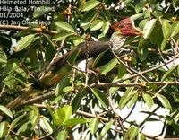 Helmeted Hornbill - Buceros vigil