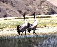 Black-necked Crane - Grus nigricollis