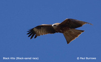 Black Kite - Milvus migrans