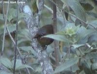 Chestnut-faced Babbler - Stachyris whiteheadi
