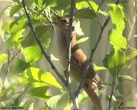 Savi's Warbler - Locustella luscinioides