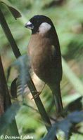 White-cheeked Bullfinch - Pyrrhula leucogenis