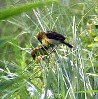 Finn's Weaver - Ploceus megarhynchus