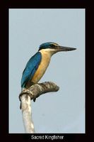 Sacred Kingfisher