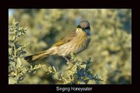 Singing Honeyeater