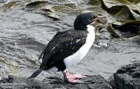 Auckland Islands Shag - Phalacrocorax colensoi