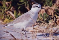 White-fronted Plover - Charadrius marginatus