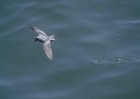 Fork-tailed Storm-Petrel (Oceanodroma furcata) photo