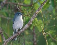 Blue-gray Gnatcatcher (Polioptila caerulea) photo