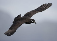 Spectacled Petrel (Procellaria conspicillata) photo