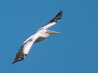 Eurasian White Pelican (Pelecanus onocrotalus) photo