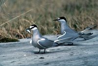 Aleutian Tern - Sterna aleutica