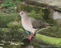 White-tipped Dove - Leptotila verreauxi