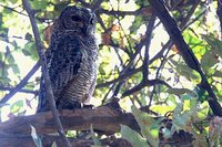 Mottled Wood-Owl - Strix ocellata