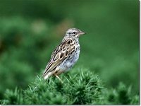 Correndera Pipit - Anthus correndera