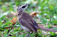 Yellow-vented Bulbul - Pycnonotus goiavier