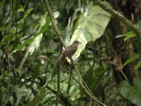 Pearly-eyed Thrasher - Margarops fuscatus