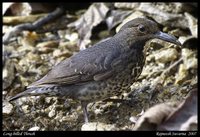 Long-billed Thrush - Zoothera monticola