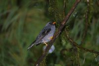 Black-faced Solitaire - Myadestes melanops