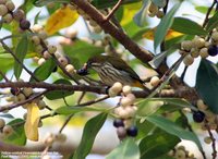 Yellow-vented Flowerpecker - Dicaeum chrysorrheum