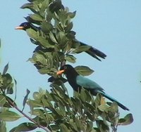 Yucatan Jay - Cyanocorax yucatanicus