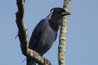 Violaceous Jay - Cyanocorax violaceus