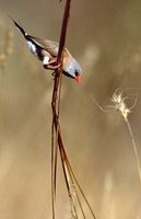 Long-tailed Finch - Poephila acuticauda