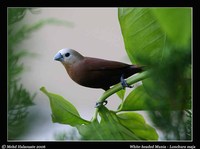 White-headed Munia - Lonchura maja