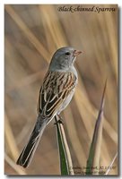 Black-chinned Sparrow - Spizella atrogularis