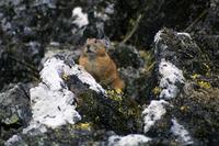 Szczekuszka (Northern Pika/Siberian Pika, Ochotona hyperborea).