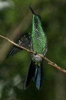 Violet-capped  woodnymph   -   Thalurania  glaucopis   -   Driade  capoviola