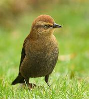 Rusty Blackbird