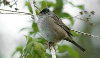 Golden-crowned Sparrow