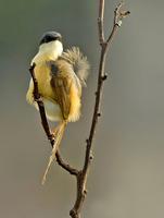 Ashy Prinia (Prinia socialis)