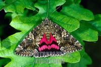 Dark Crimson Underwing ( Catocala sponsa ) , fam . Noctuidae stock photo