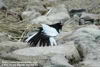 Fig. 17. Japanese Wagtail : 검은등할미새